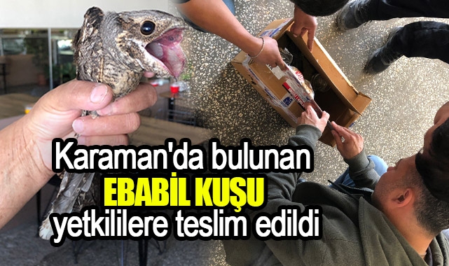 Karaman'da bulunan Ebabil kuşu yetkililere teslim edildi