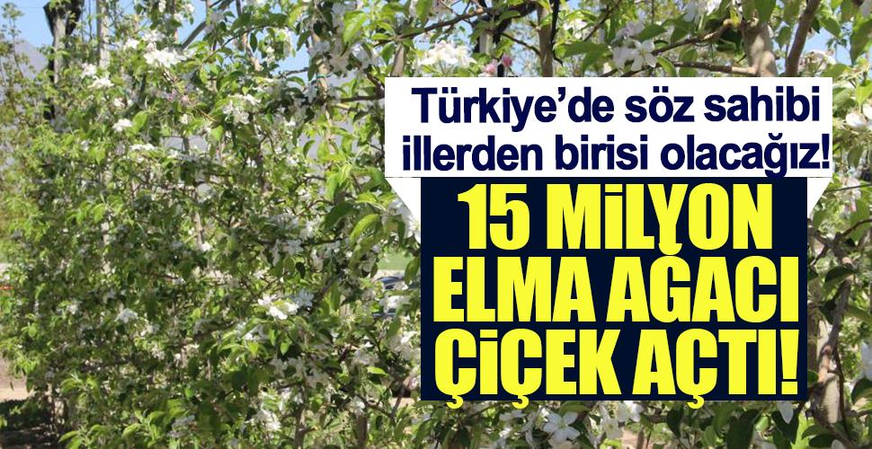 Karaman'da 15 milyon elma ağacı aynı anda çiçek açtı
