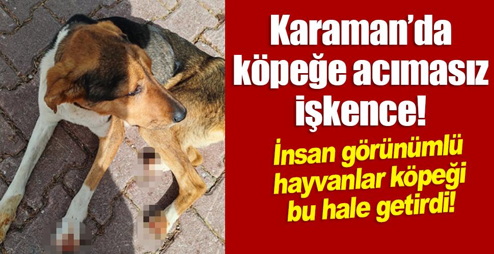 Karaman'da insan görünümlü hayvanlar köpeğe vahşice işkence yaptı