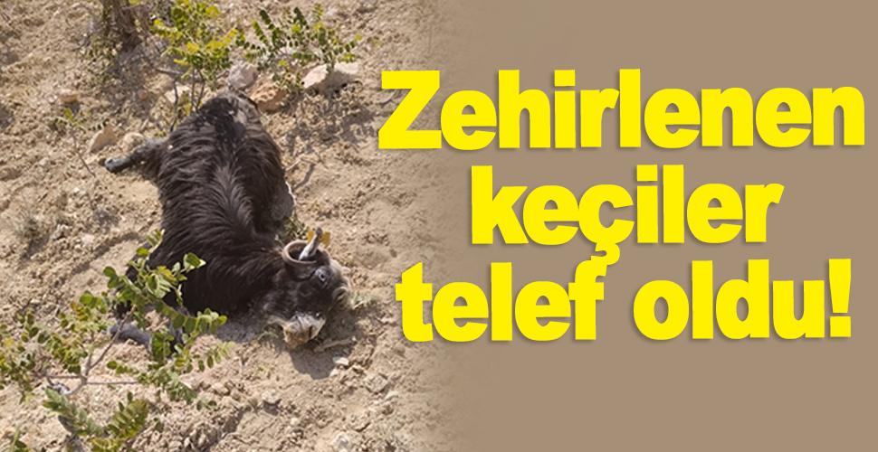 Karaman'da zehirlenen keçiler telef oldu