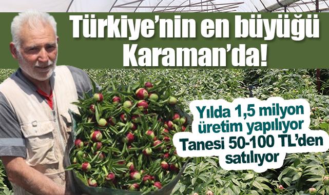Türkiye'nin en büyük şakayık üretim yeri Karaman'da